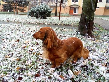 Dog on ground