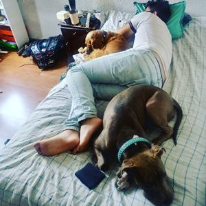 High angle view of dog sleeping on floor at home