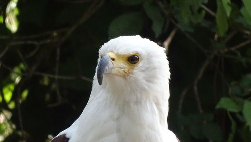 Close-up portrait of a bird