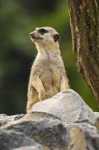 A female meerkat standing on a stone and watching the surroundings.