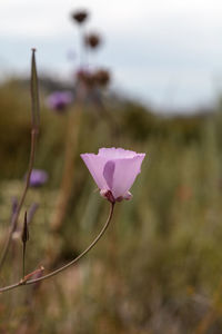 Close-up of pink flower blooming outdoors