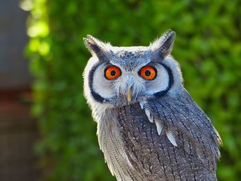 Close-up portrait of a owl