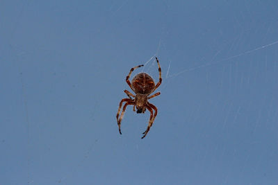 Close-up of spider on web