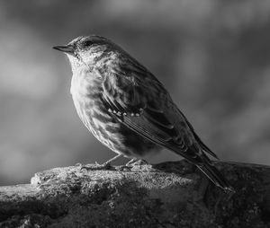 Close-up of bird perching on rock