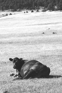 View of dog relaxing on field