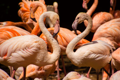 Close shot of two pink flamingos