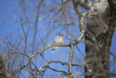 Low angle view of bird perching on tree