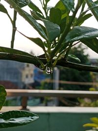 Close-up of water drops on plant