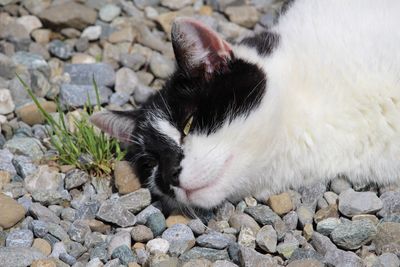 Close-up of cat sleeping on rock