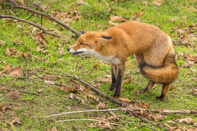 High angle view of a fox on grass