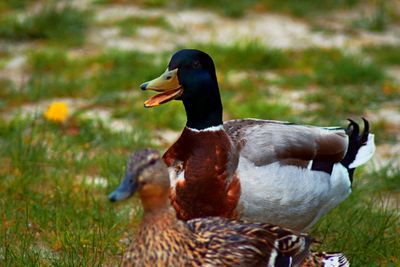 Side view of two birds on land