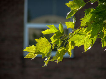 Close-up of fresh green plant