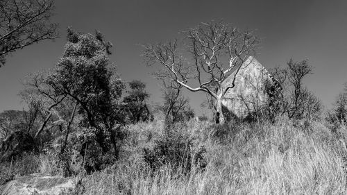 Bare trees on landscape against clear sky