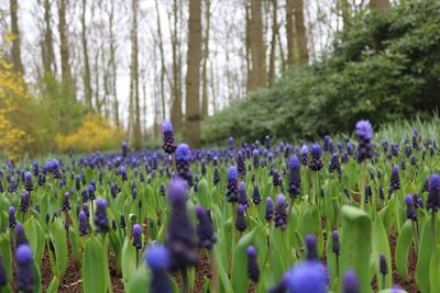 Close-up of purple flowering plants growing on field