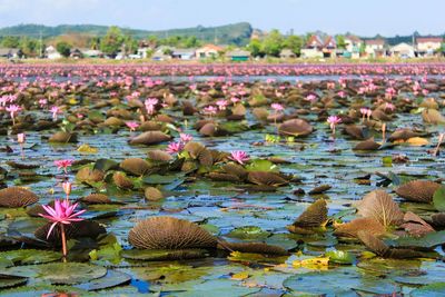 Close-up of lotus water lily in lake