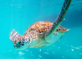 Turtle swimming in sea