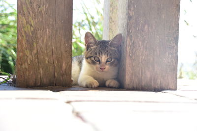 Portrait of a cat