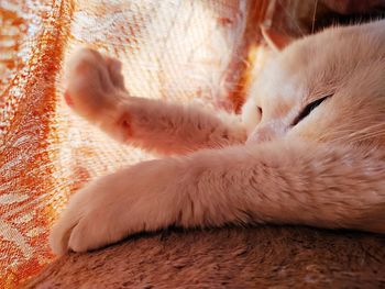 High angle view of cat sleeping