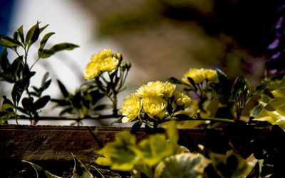 yellow