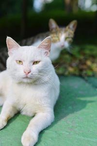 Close-up portrait of cat