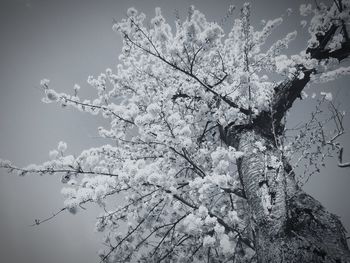 Low angle view of cherry blossoms against sky