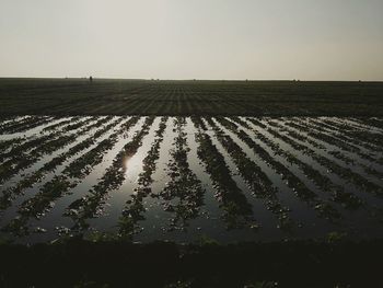 Scenic view of agricultural field against clear sky