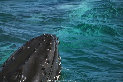 View of whale in sea