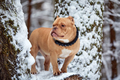 Dog running on snow covered field