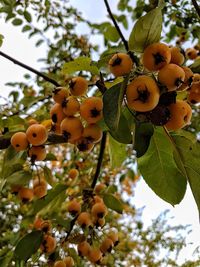 Low angle view of fruits growing on tree