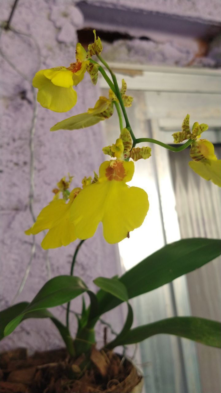 CLOSE-UP OF YELLOW FLOWERING PLANT AGAINST LEAF