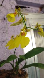 Close-up of yellow flowering plant