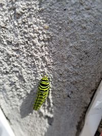 Close-up of insect