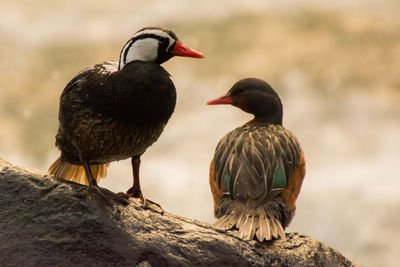 Bird perching on rock