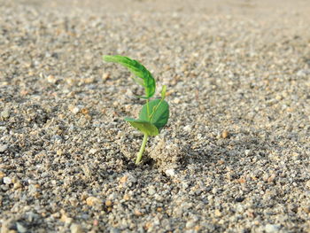 Close-up of small plant growing on land