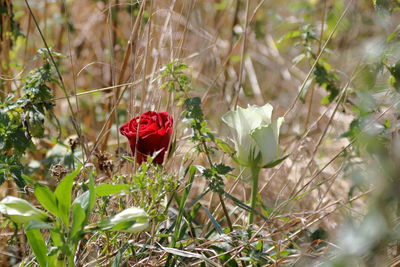 Close-up of red rose