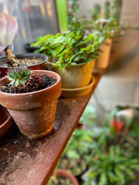 Close-up of potted plant on table