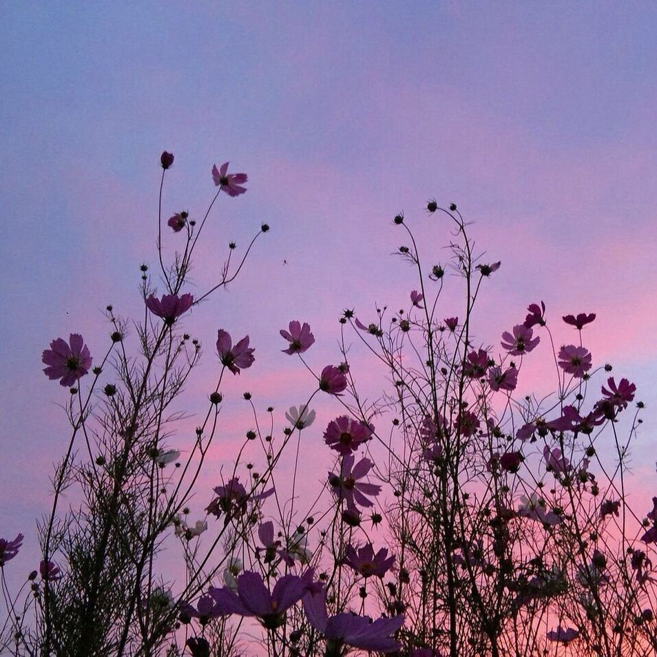 LOW ANGLE VIEW OF PINK FLOWERS ON TREE