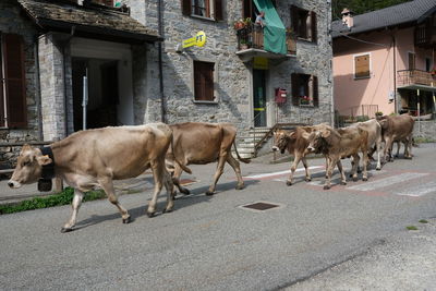 Horses in a street