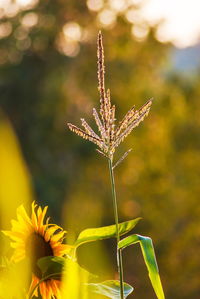 Close-up of butterfly pollinating on yellow flower