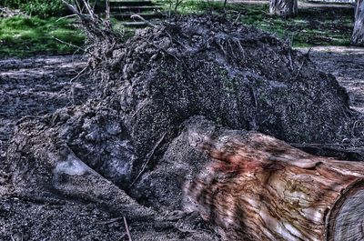 Close-up of tree