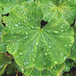 Close-up of wet plant leaves during rainy season