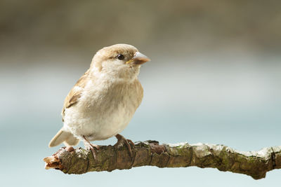 Close-up of bird perching outdoors