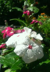 Close-up of pink flowers