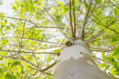 Low angle view of insect on tree