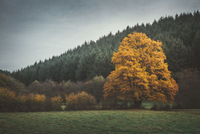 Trees in forest during autumn