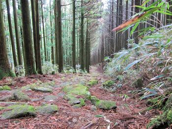 Trees in forest