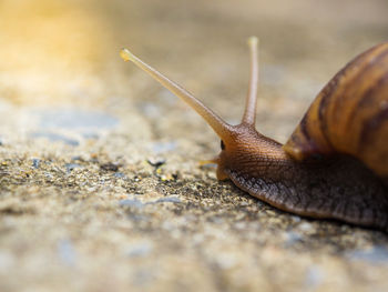 Close-up of snail