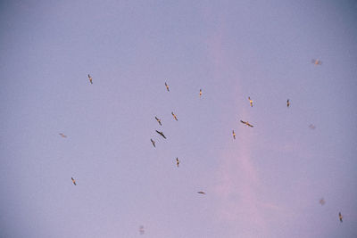 Low angle view of birds flying in the sky