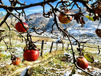 Close-up of apples on tree