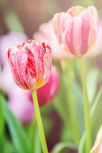 Close-up of pink tulip